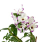Dendrobium (Sachi x crystallinum) x Dend. nobile