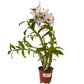 Dendrobium (Sachi x crystallinum) x Dend. nobile