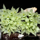 Dendrobium constrictum