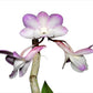 Dendrobium cumulatum