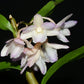 Dendrobium cumulatum