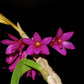 Dendrobium goldschmidtianum (miyakei) x sib ('T3' x 'Hsinying')