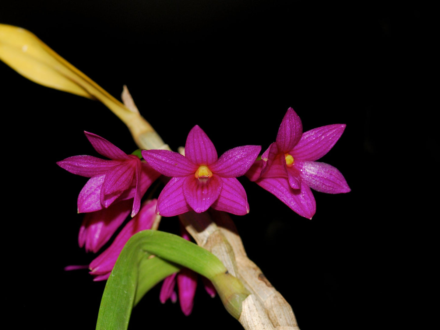 Dendrobium goldschmidtianum (miyakei) x sib ('T3' x 'Hsinying')