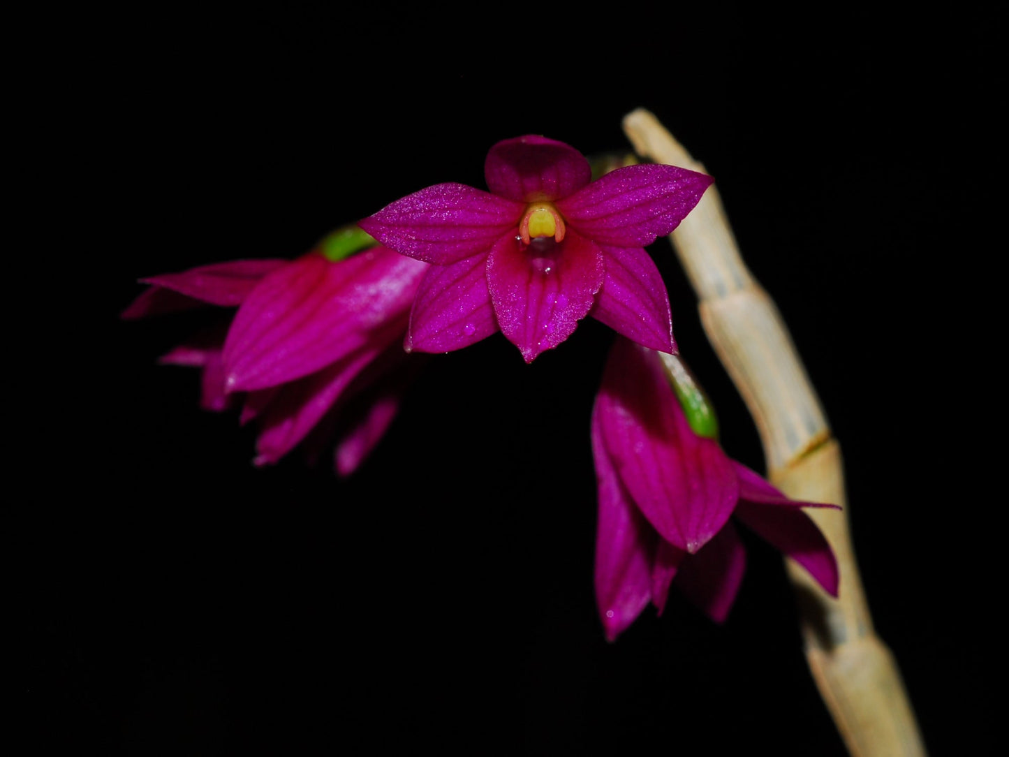 Dendrobium goldschmidtianum (miyakei) x sib ('T3' x 'Hsinying')