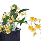 Dendrobium Lindleyi - the abundant yellow blooms can cover the plant completely and may appear multiple times a year with proper care.