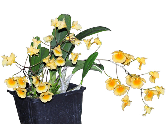 Dendrobium Lindleyi - the abundant yellow blooms can cover the plant completely and may appear multiple times a year with proper care.