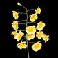 Dendrobium Lindleyi - the abundant yellow blooms can cover the plant completely and may appear multiple times a year with proper care.
