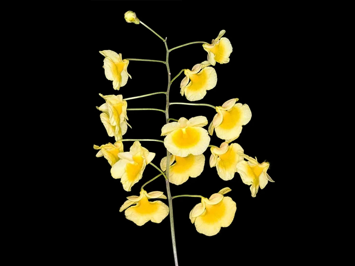 Dendrobium Lindleyi - the abundant yellow blooms can cover the plant completely and may appear multiple times a year with proper care.