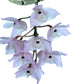 Dendrobium linguella