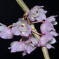 Dendrobium linguella