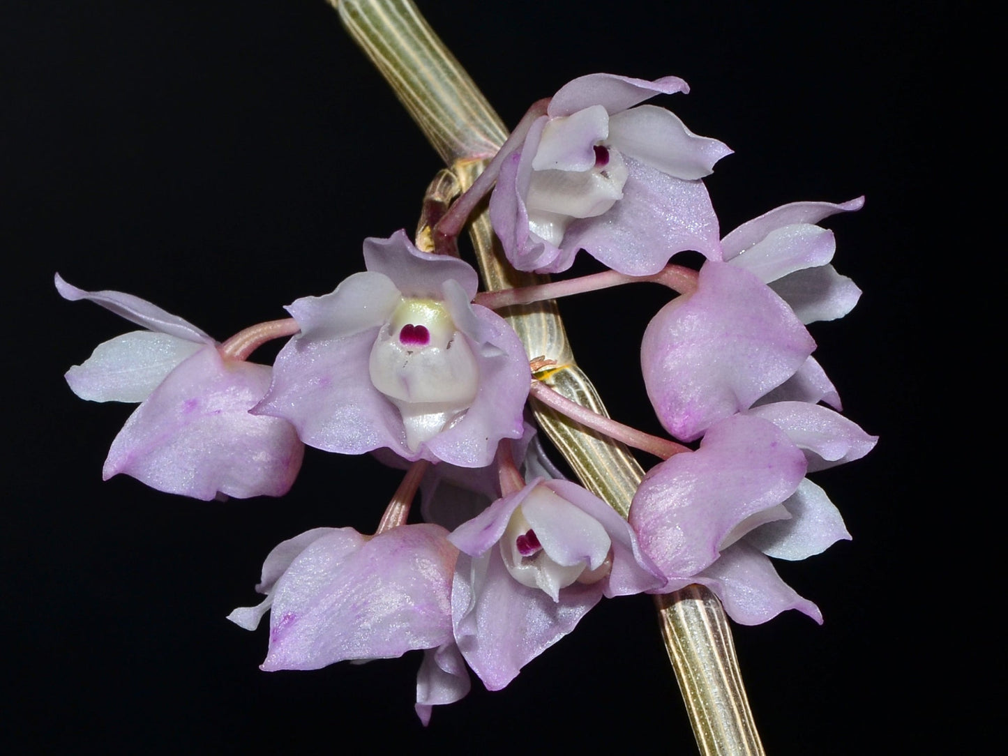 Dendrobium linguella