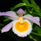 Dendrobium Loddigesii - this charming miniature orchid species is renowned for its delicate beauty and compact growth habit