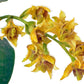 Dendrobium macrophyllum