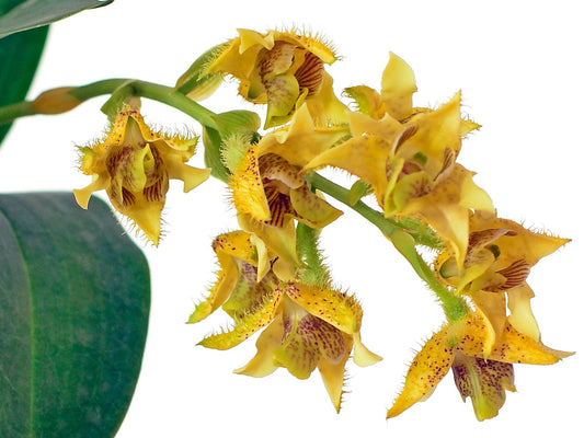 Dendrobium macrophyllum