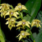 Dendrobium macrophyllum