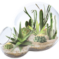 Desert Escape Growarium Succulent and Cacti Seed Terrarium Kit