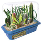 Desert Plant Collection Mini World Terrarium