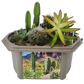 Desert Dome Biosphere Terrarium