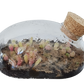 The Desert Mouse Garden Glass Terrarium with Cork