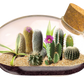 The Desert Mouse Garden Glass Terrarium with Cork