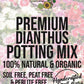 Dianthus Premium Potting Mix