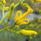 10 GOLDEN EARDROPS Dicentra Chrysantha Yellow Bleeding Heart Shade Flower Seeds