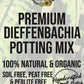 DIEFFENBACHIA - Dumb Canes Premium Potting Mix