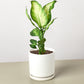 Dieffenbachia Camille