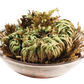 Resurrection Plant -  Multipack of 3