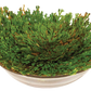 Dinosaur Plant -  Multipack of 3
