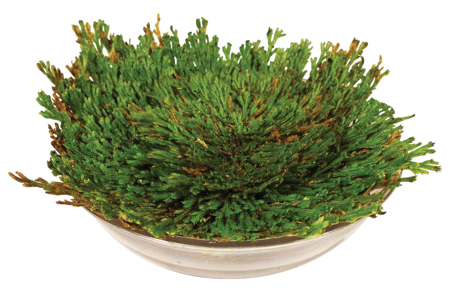 Dinosaur Plant -  Multipack of 3