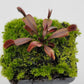 Venus flytrap (Dionaea muscipula) "Red Shark Teeth"
