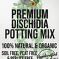 DISCHIDIA Premium Potting Mix