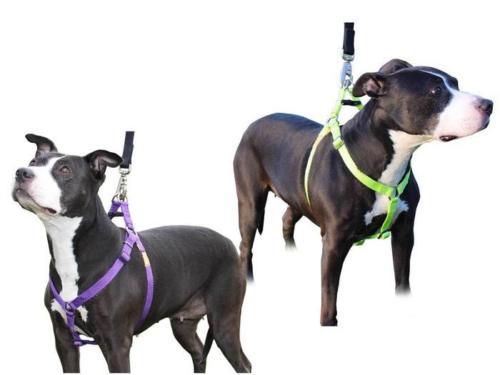 Arnés para perros Step in de cuteNfuzzyÂ®