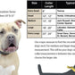 Derby Dog Designer Series Tooled USA Leather Padded Barbwire Dog Collar with Stainless Steel Rolled Buckle for Comfort