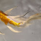 Butterfly koi