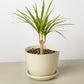 Dracaena 'Marginata Cane'