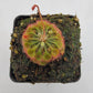 Drosera burkeana