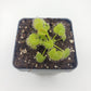 Drosera prolifera  -Live carnivorous plant-