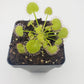 Drosera prolifera  -Live carnivorous plant-