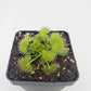 Drosera prolifera  -Live carnivorous plant-