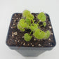 Drosera prolifera  -Live carnivorous plant-