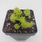 Drosera prolifera  -Live carnivorous plant-