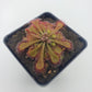 Drosera tokaiensis -Live carnivorous plant-
