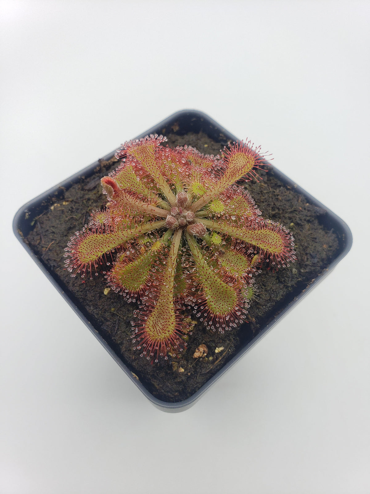 Drosera tokaiensis -Live carnivorous plant-