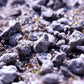 Premium Pinguicula Soil Mix - Mexican Butterworts