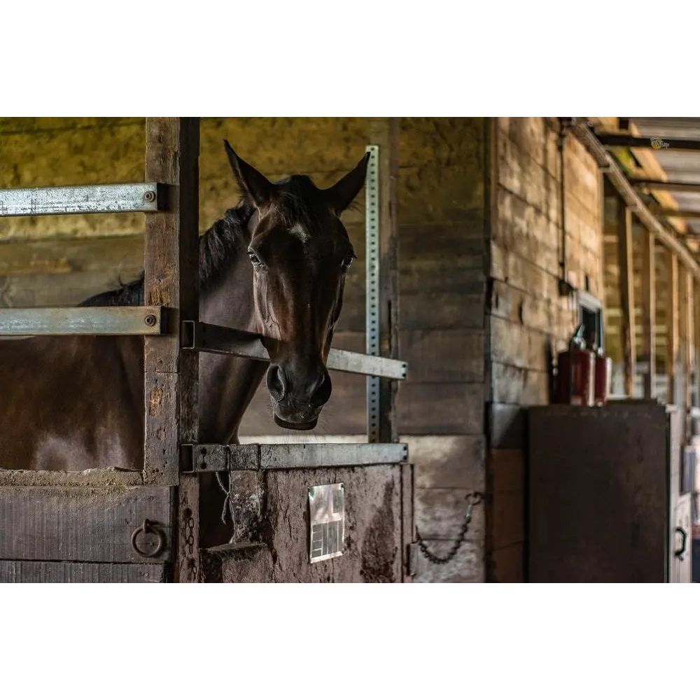 Durvet Ivermectin Horse Wormer Apple Flavor Broad Spectrum Equine Dewormer 3-Pack