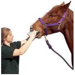 Durvet Ivermectin Horse Wormer Apple Flavor Broad Spectrum Equine Dewormer 4PCK