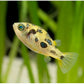 Dwarf Pea Puffer
