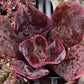 Echeveria Mahogany Rose